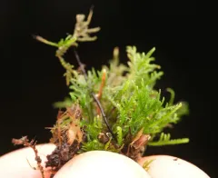 Macoun's Heterocladium Moss thumbnail 4