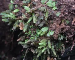 Maidenhair Pocket Moss thumbnail 3