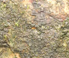 Donn's Rock-bristle thumbnail 4