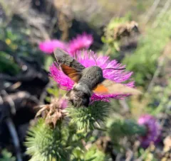 Eurasian Hummingbird Hawkmoth thumbnail 4