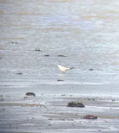 Gull-billed Tern thumbnail 4