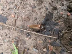 Sericus honestus thumbnail 3