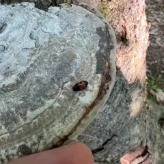Bloody Sap Beetle thumbnail 3