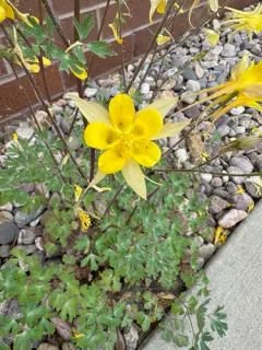 golden columbine thumbnail 2