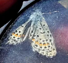 Dotted Blue thumbnail 3