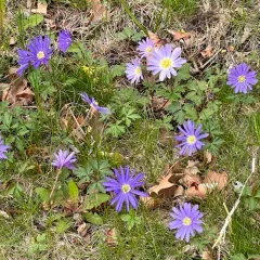Blue Anemone thumbnail 3