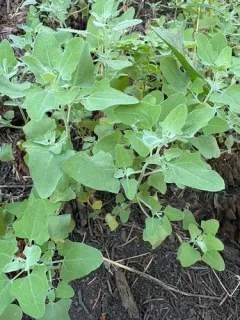 Fremont's goosefoot thumbnail 4