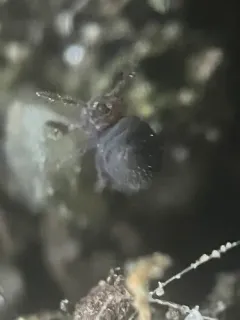 Stenacidia violacea thumbnail 3