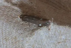 Red-striped Fireworm Moth thumbnail 3