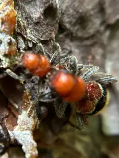 Thanasimus trifasciatus thumbnail 1