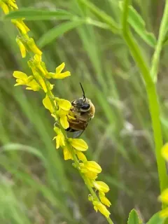 Hook-spurred Longhorn thumbnail 4