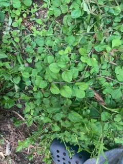 miniature moneywort thumbnail 2