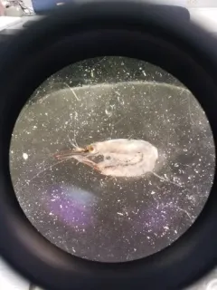 Mysis stenolepis thumbnail 4