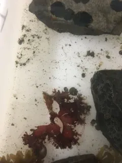 Coccotylus truncatus thumbnail 2