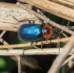 Eastern Coastal Collops thumbnail 4