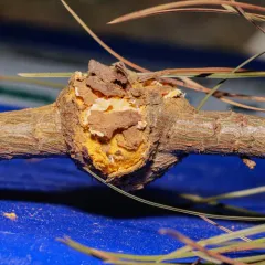 Western Gall Rust thumbnail 4