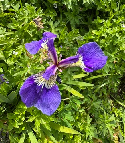 Beach-head Iris