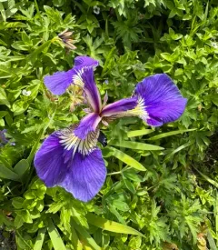 Beach-head Iris thumbnail 1