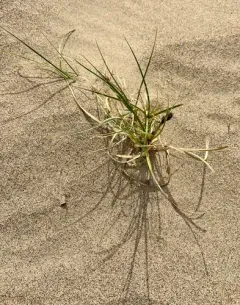 Baikal Sedge thumbnail 3