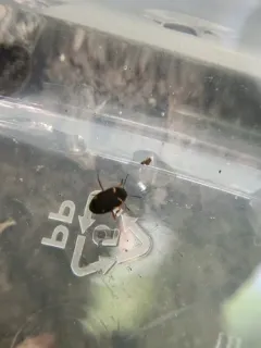 Hydroporus mannerheimi thumbnail 4