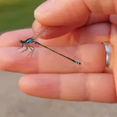 Plains Forktail thumbnail 3