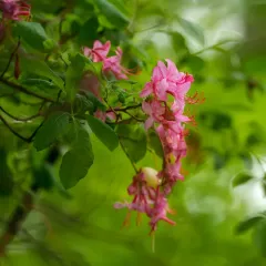 early azalea thumbnail 4