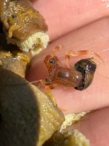 Pagurus holmi