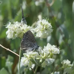 Sagebrush Sooty Hairstreak thumbnail 3