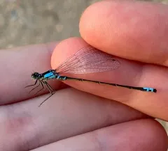 Plains Forktail thumbnail 4