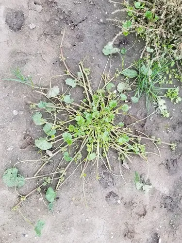 Small Mallow