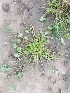 Small Mallow thumbnail 1