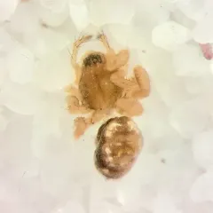 Lepthyphantes alpinus thumbnail 3