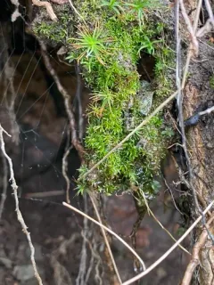 Toothed Streak-moss thumbnail 3