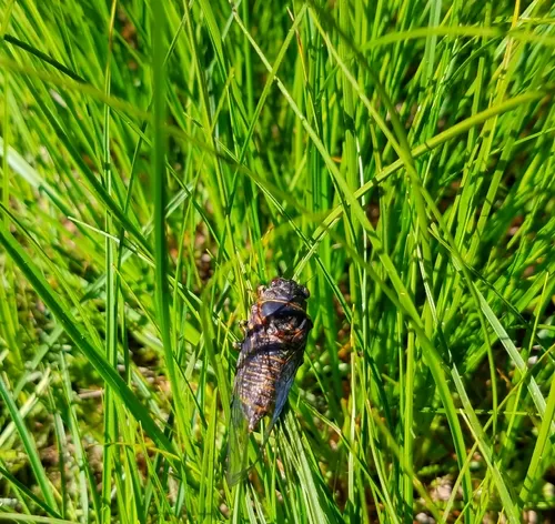 Say's Cicada