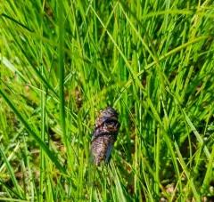 Say's Cicada thumbnail 1