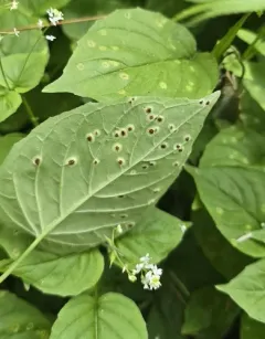 Puccinia circaeae thumbnail 1
