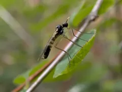 Brachystoma occidentale thumbnail 2