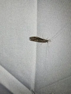 Ashy Long-horned Caddisfly thumbnail 3