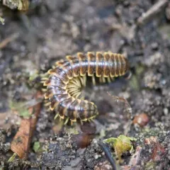 Traveling Cherry Millipede thumbnail 4