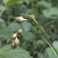 Eastern Straw Sedge thumbnail 3