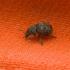 Anthribus nebulosus thumbnail 4