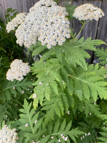 Rayed Tansy
