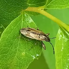Oedancala dorsalis thumbnail 3