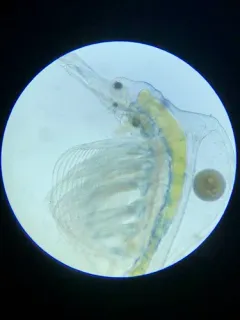 Holopedium glacialis thumbnail 2
