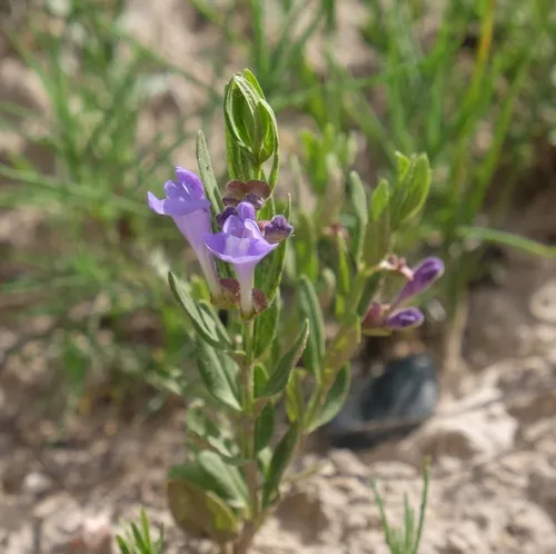 Britton's Skullcap