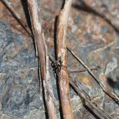 Habronattus jucundus thumbnail 3