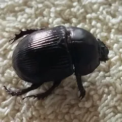 Common Dor Beetle thumbnail 4