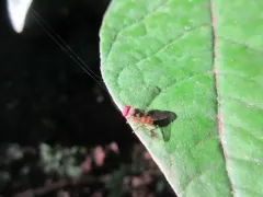 Calotarsa pallipes thumbnail 4
