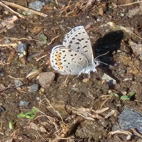 Columbian Blue