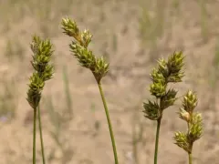 swarthy sedge thumbnail 1